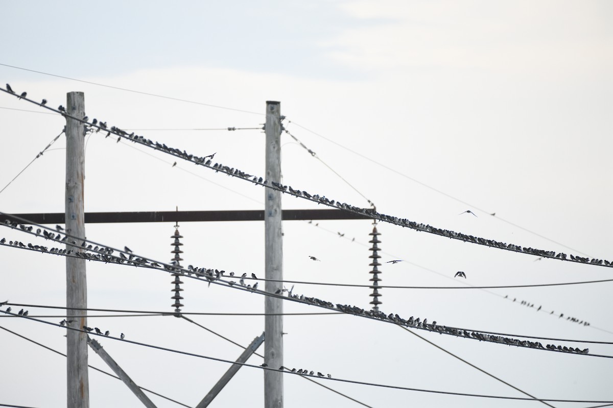 Tree Swallow - ML640271526