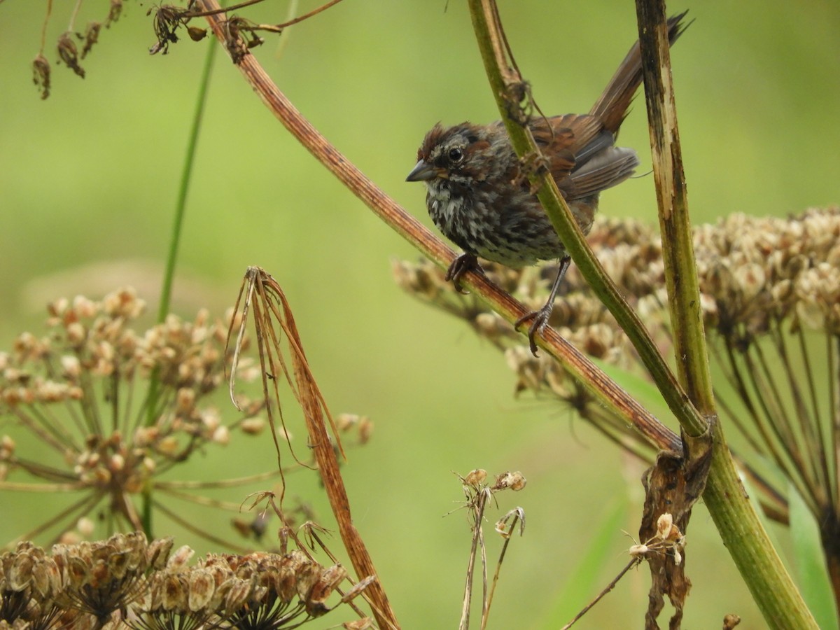 Song Sparrow - ML640271537