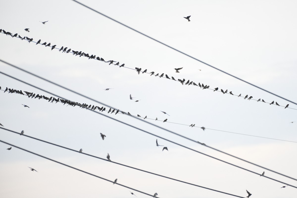 Purple Martin (subis/arboricola) - ML640271538