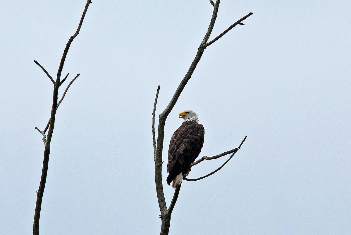 Bald Eagle - ML640271560