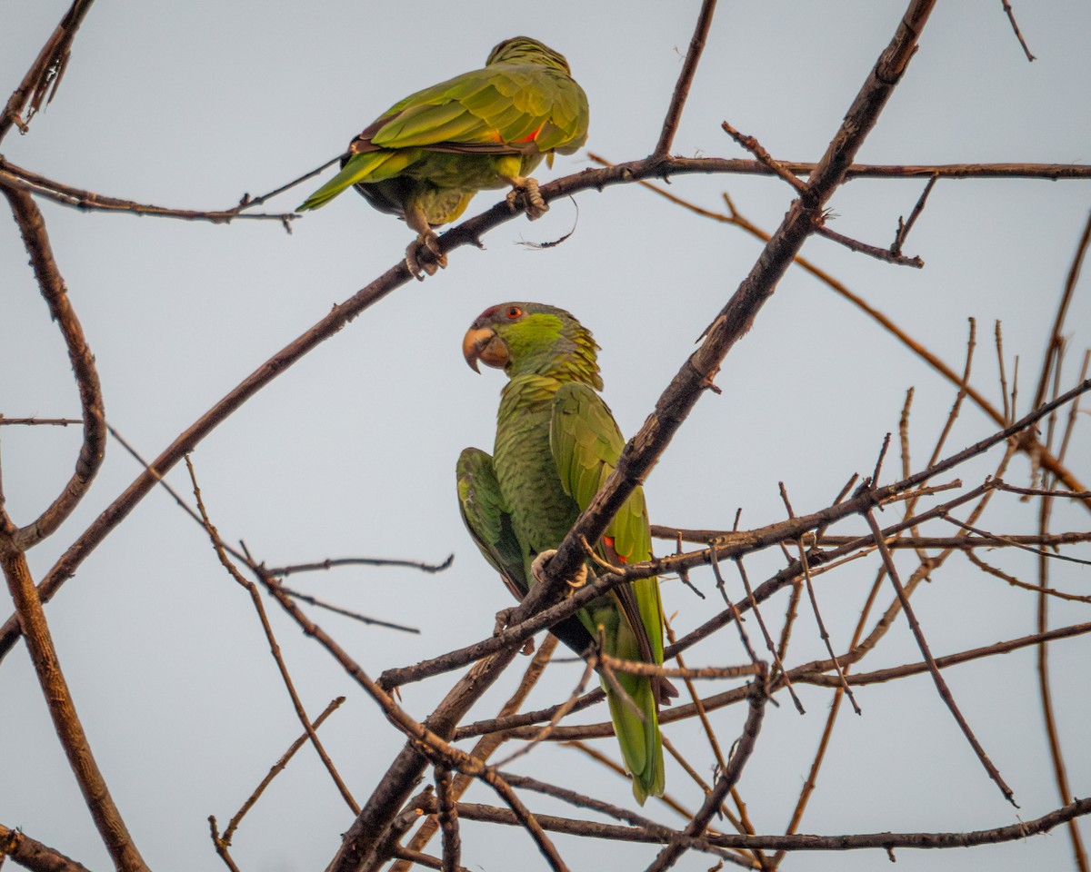 Lilac-crowned Amazon - ML640271628