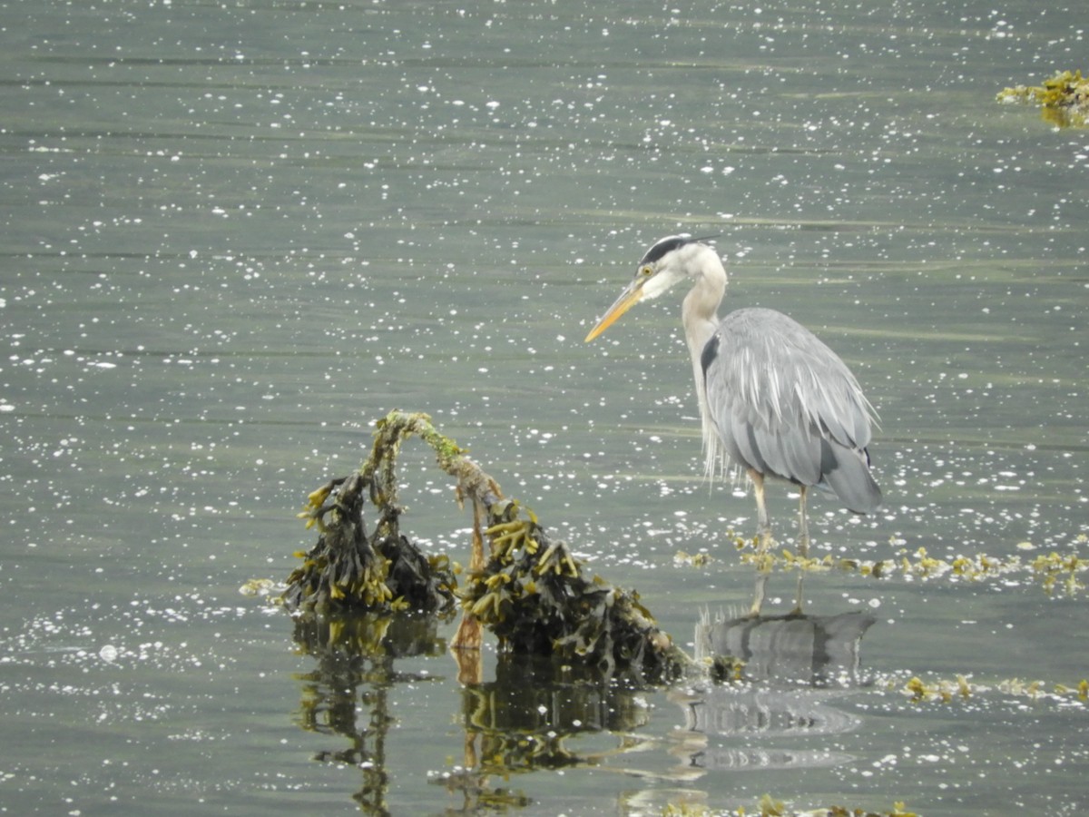 Great Blue Heron - ML640271644