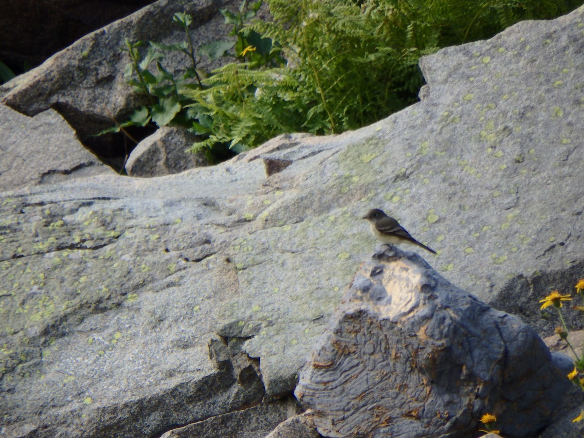 Dusky Flycatcher - ML640271652