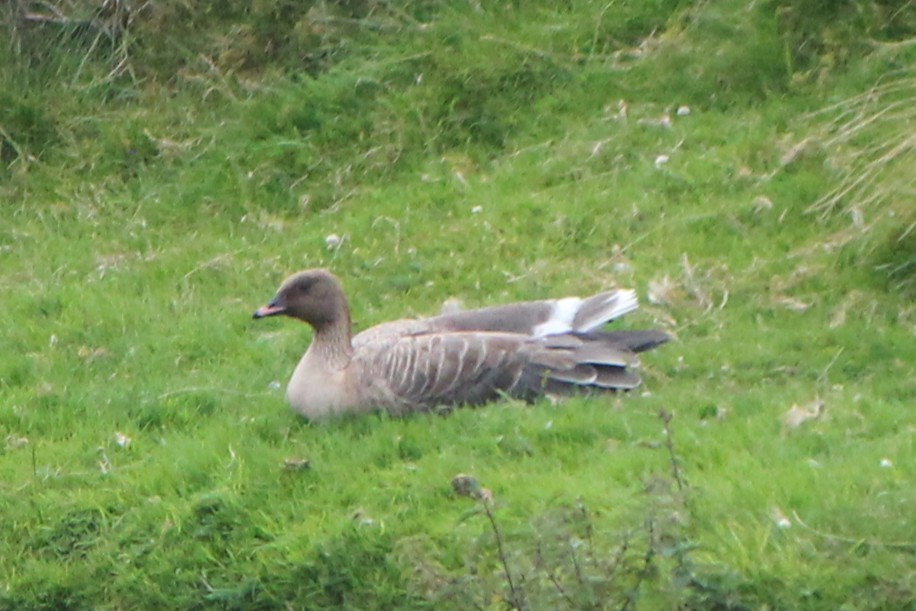 Pink-footed Goose - ML640271665