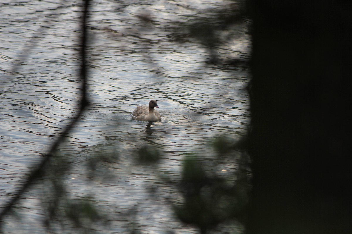 Pink-footed Goose - ML640271666