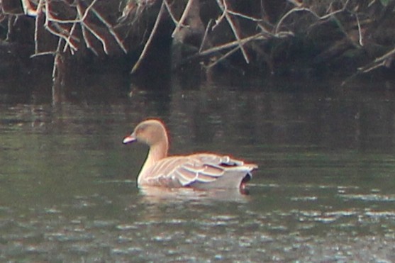 Pink-footed Goose - ML640271667