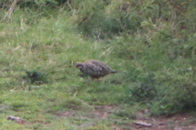 Red-legged Partridge - ML640271678