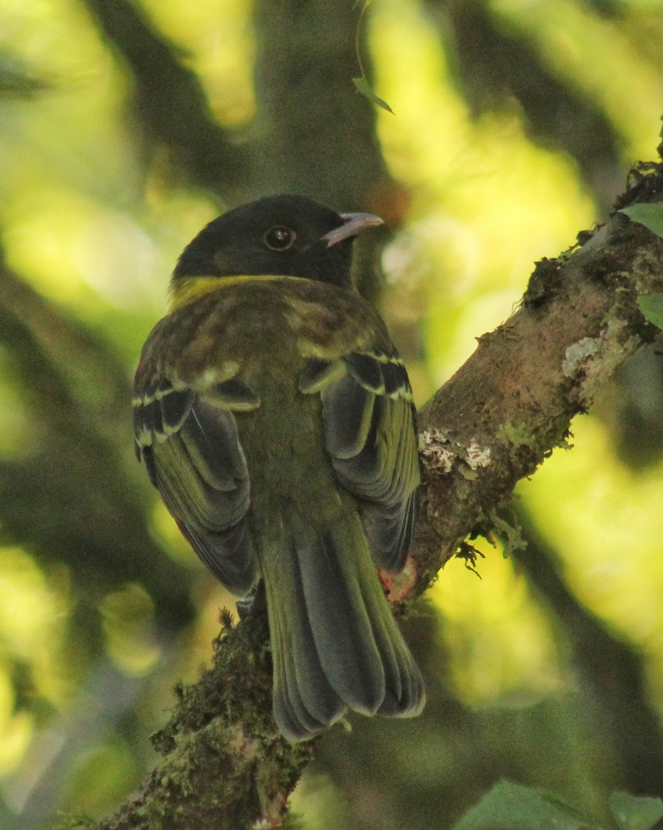 Hooded Berryeater - ML640271697