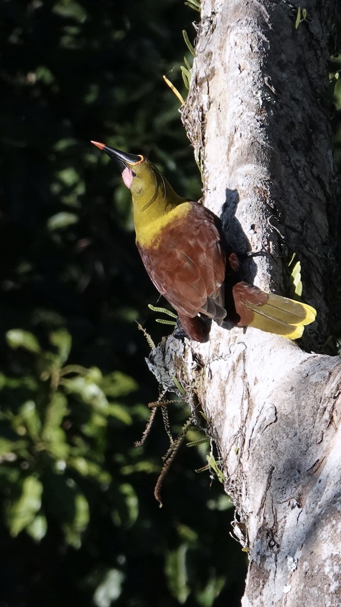 Olive Oropendola - ML640271705