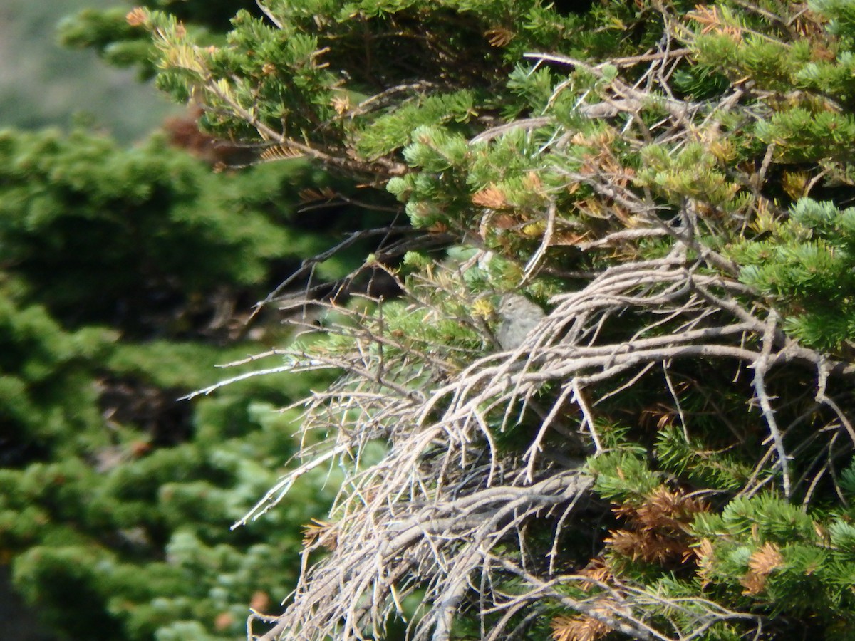 Карнатка лучна - ML640271706