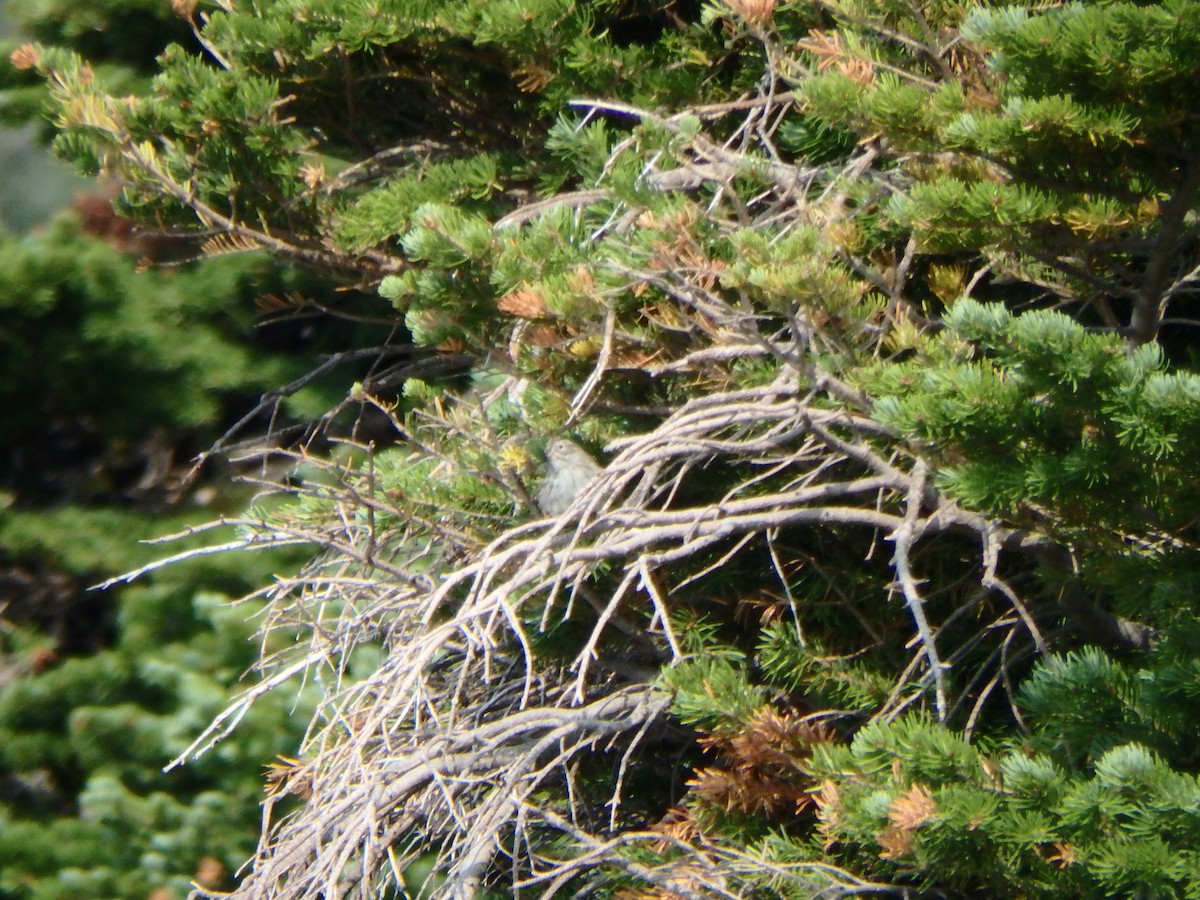 Карнатка лучна - ML640271707