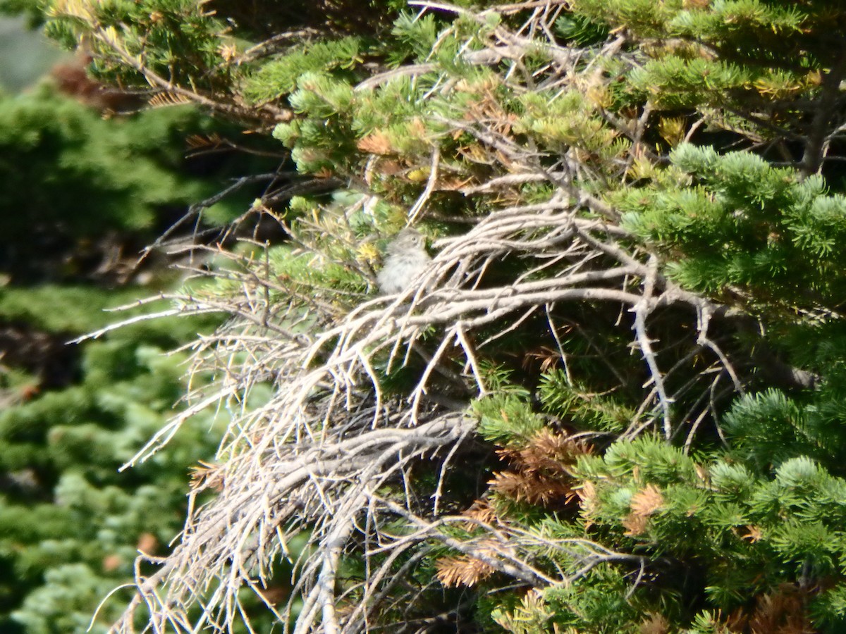 Карнатка лучна - ML640271708