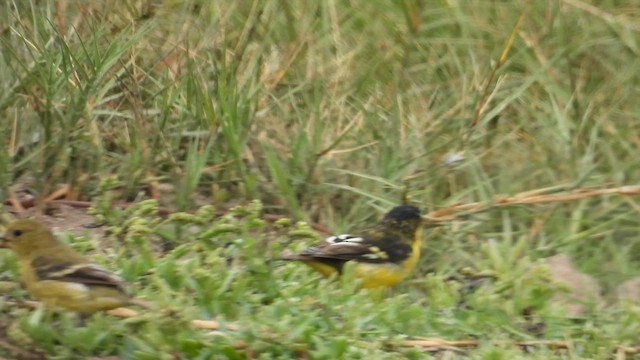 Lesser Goldfinch - ML640271828