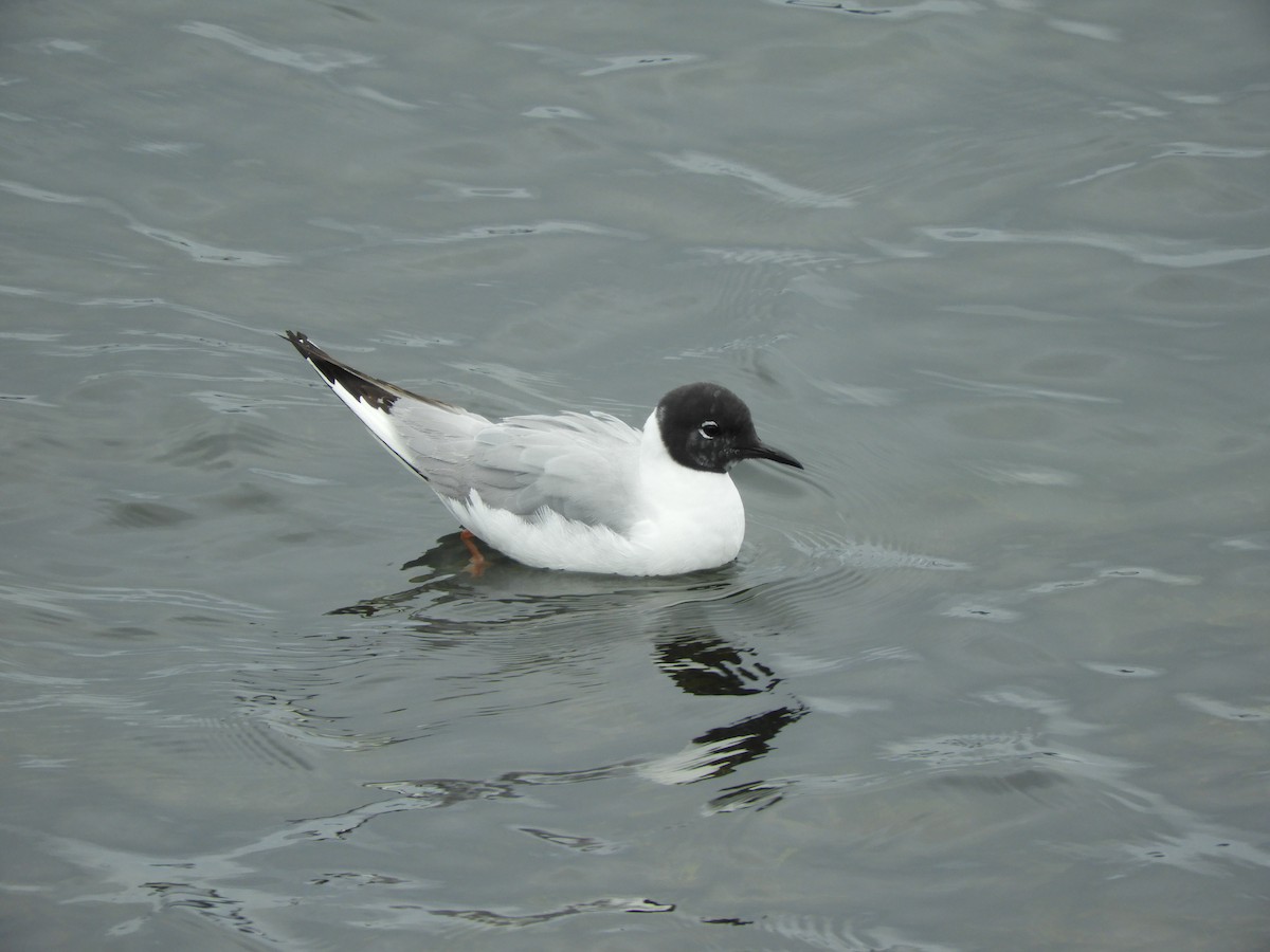 Bonaparte's Gull - ML640271835