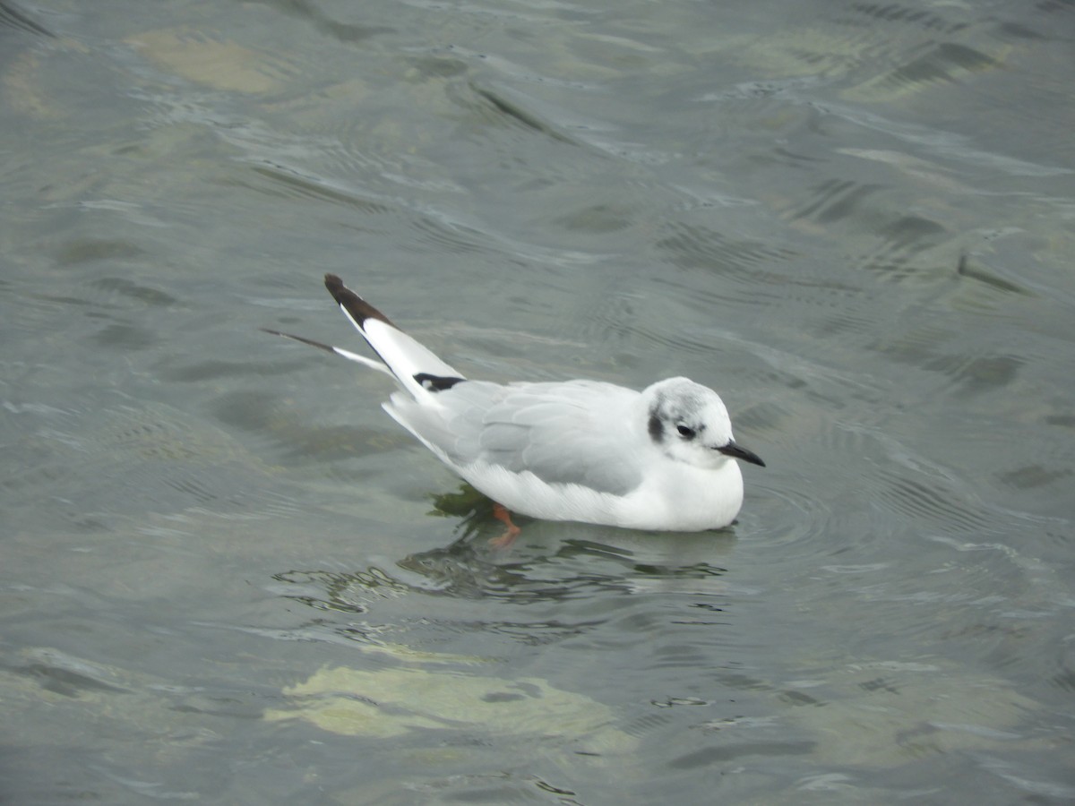Bonaparte's Gull - ML640271839