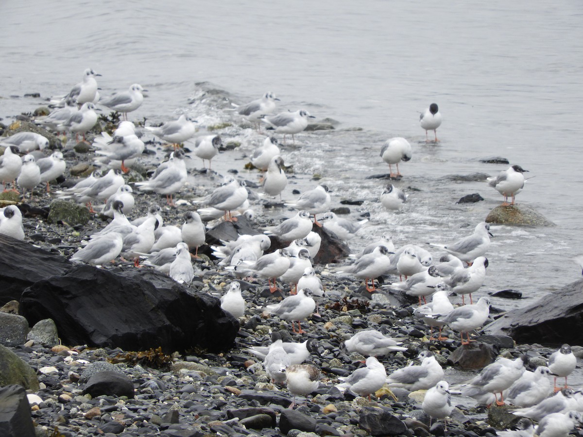 Bonaparte's Gull - ML640271843
