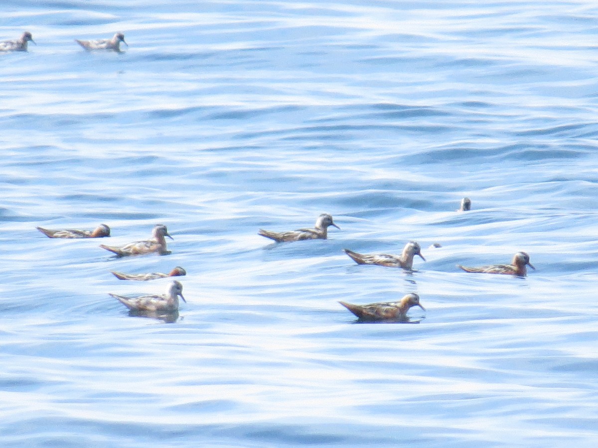 Red Phalarope - ML640271907