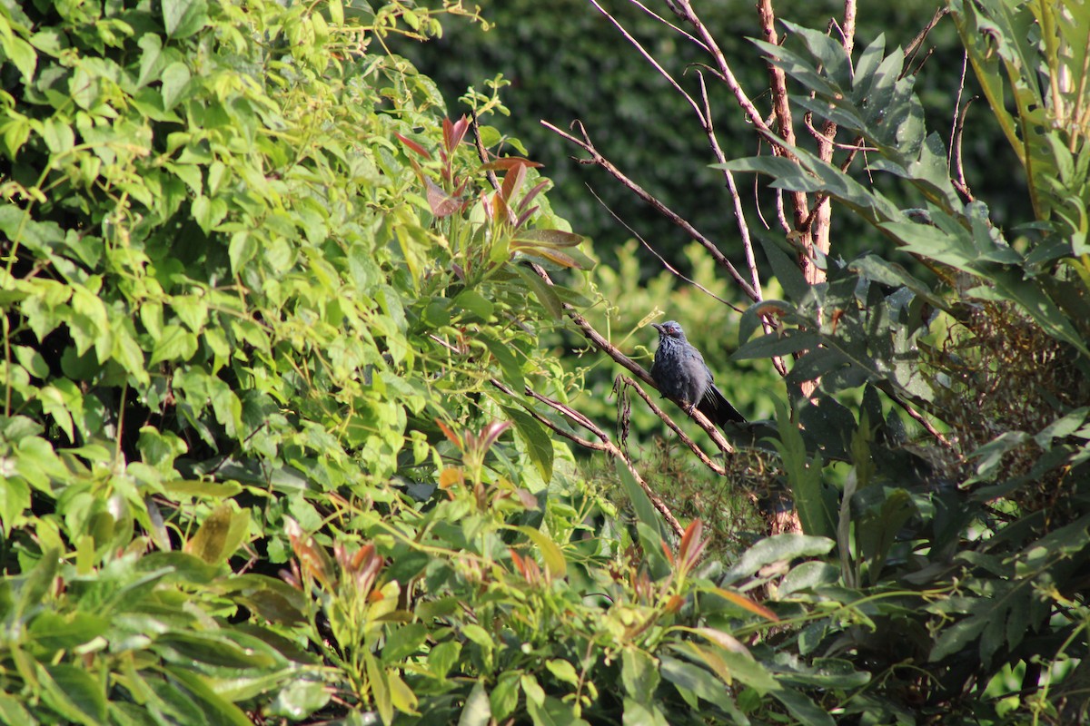 Blue Mockingbird - ML640271933