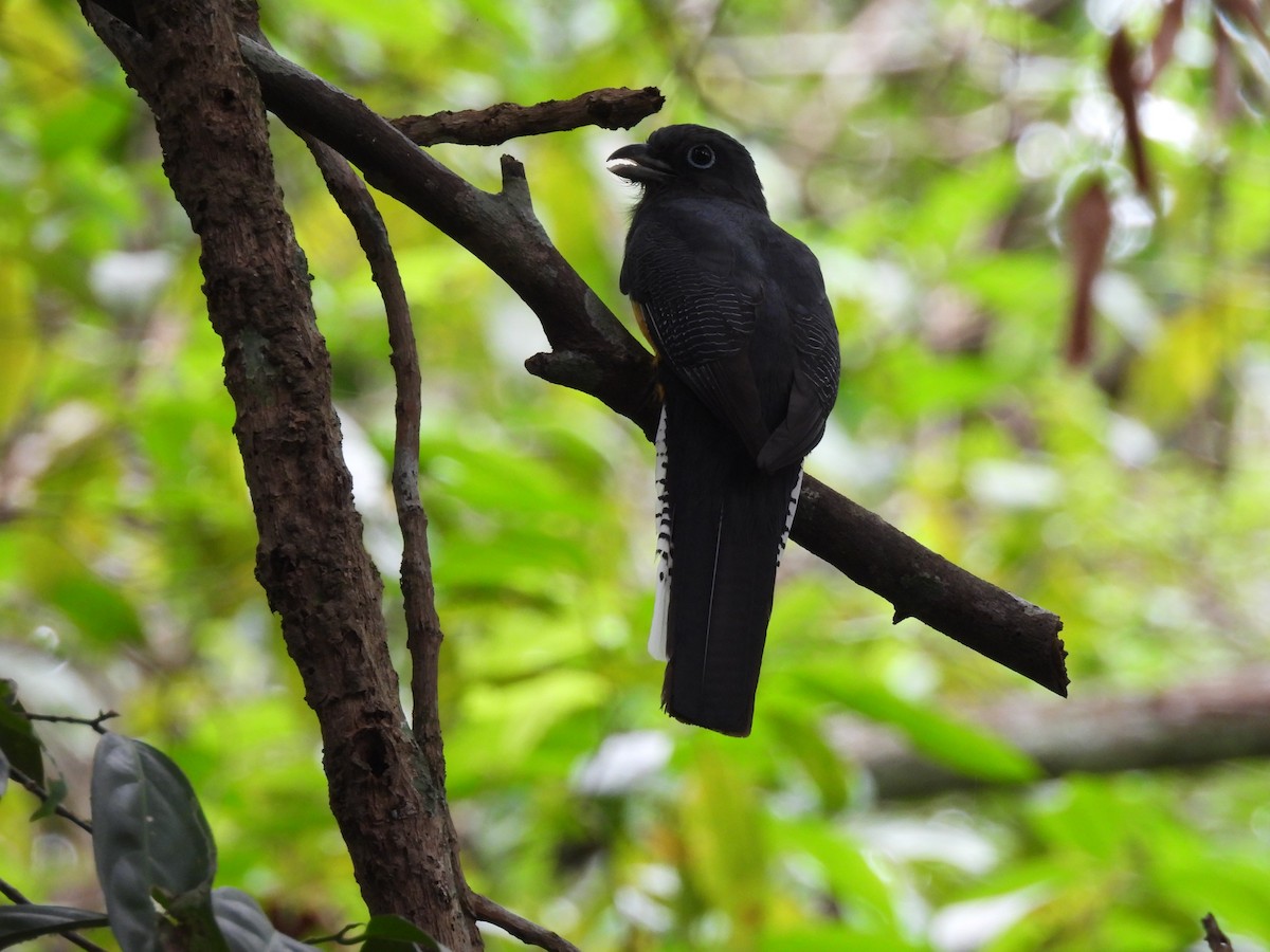 amazontrogon - ML640271951