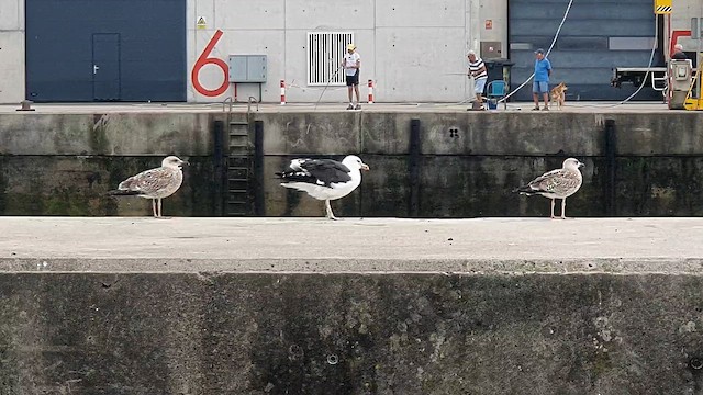 Kelp Gull - ML640271993