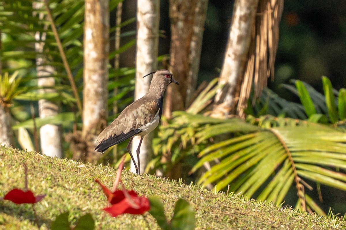 Southern Lapwing - ML640272069