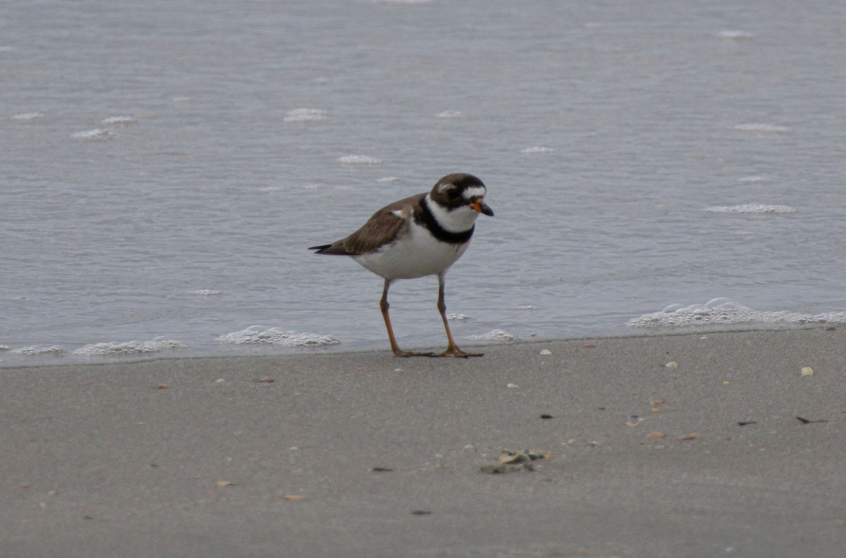 Semipalmated Plover - ML640272071
