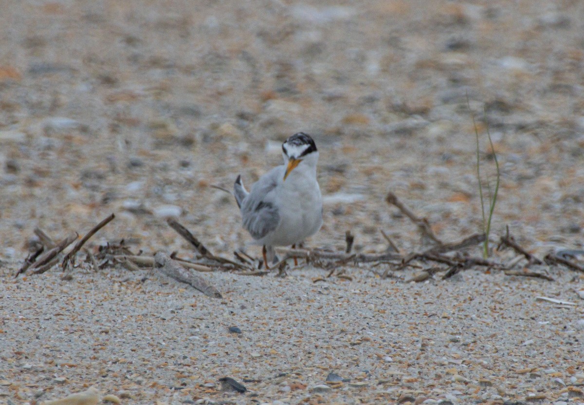 Least Tern - ML640272104