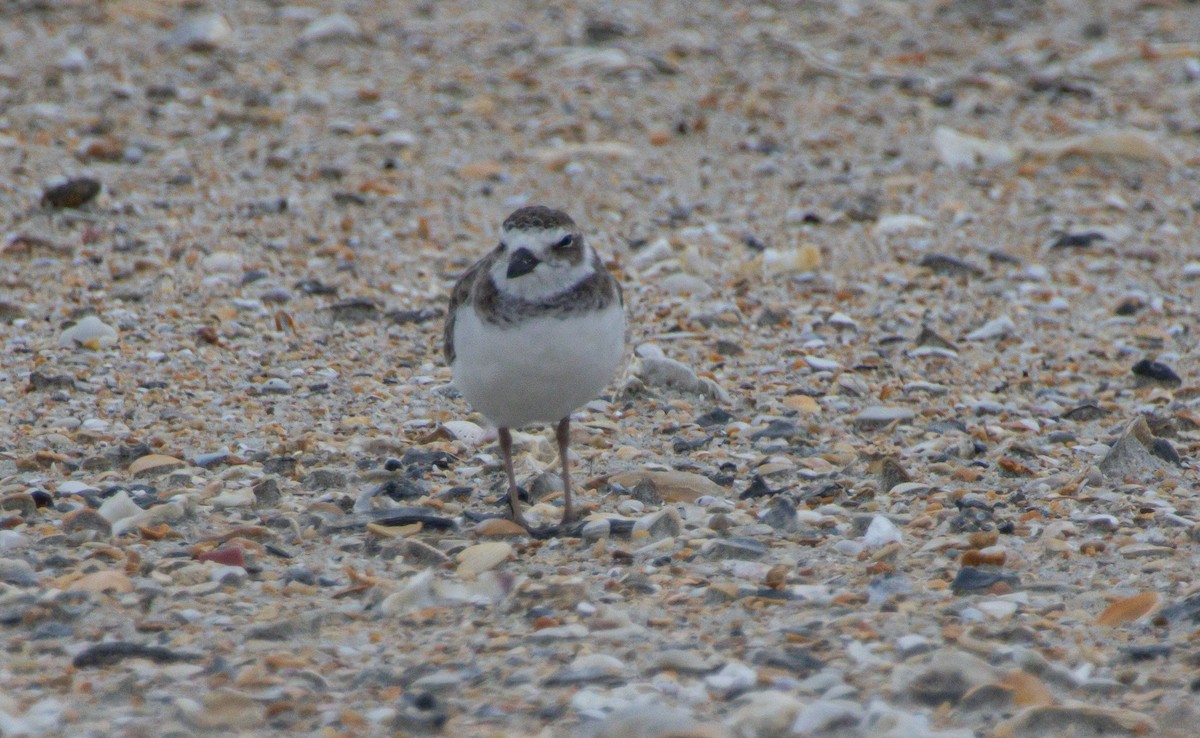 Wilson's Plover - ML640272121