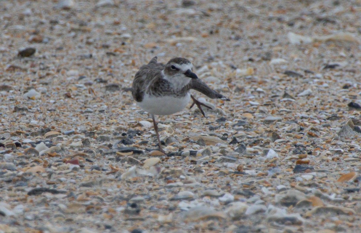 Wilson's Plover - ML640272122
