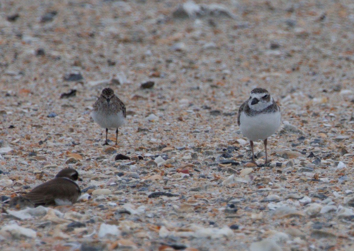 Wilson's Plover - ML640272123