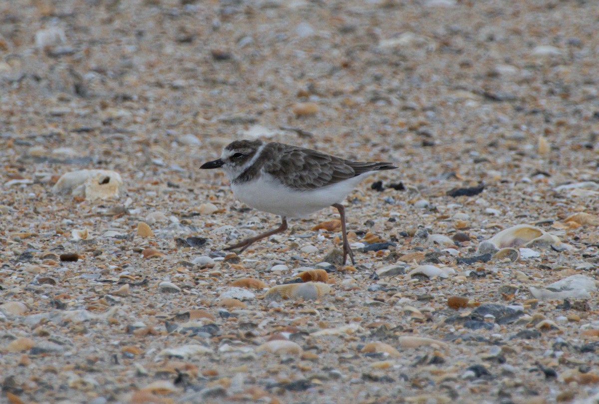Wilson's Plover - ML640272124