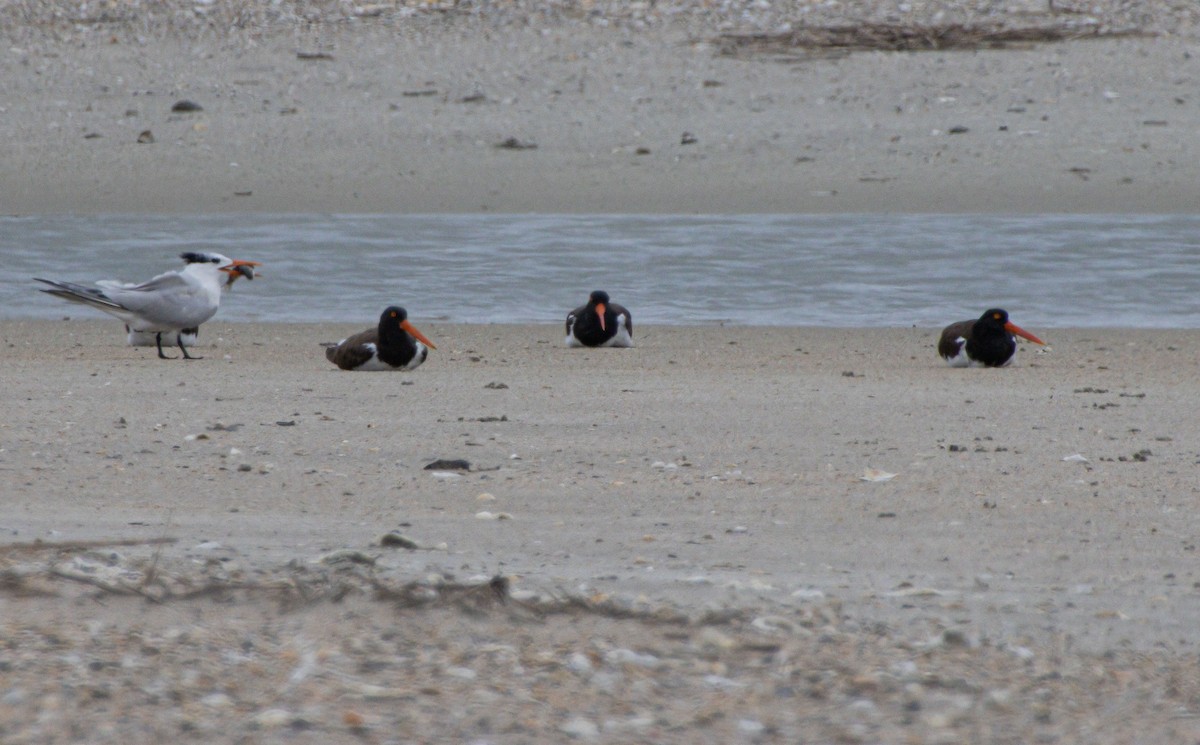 American Oystercatcher - ML640272127