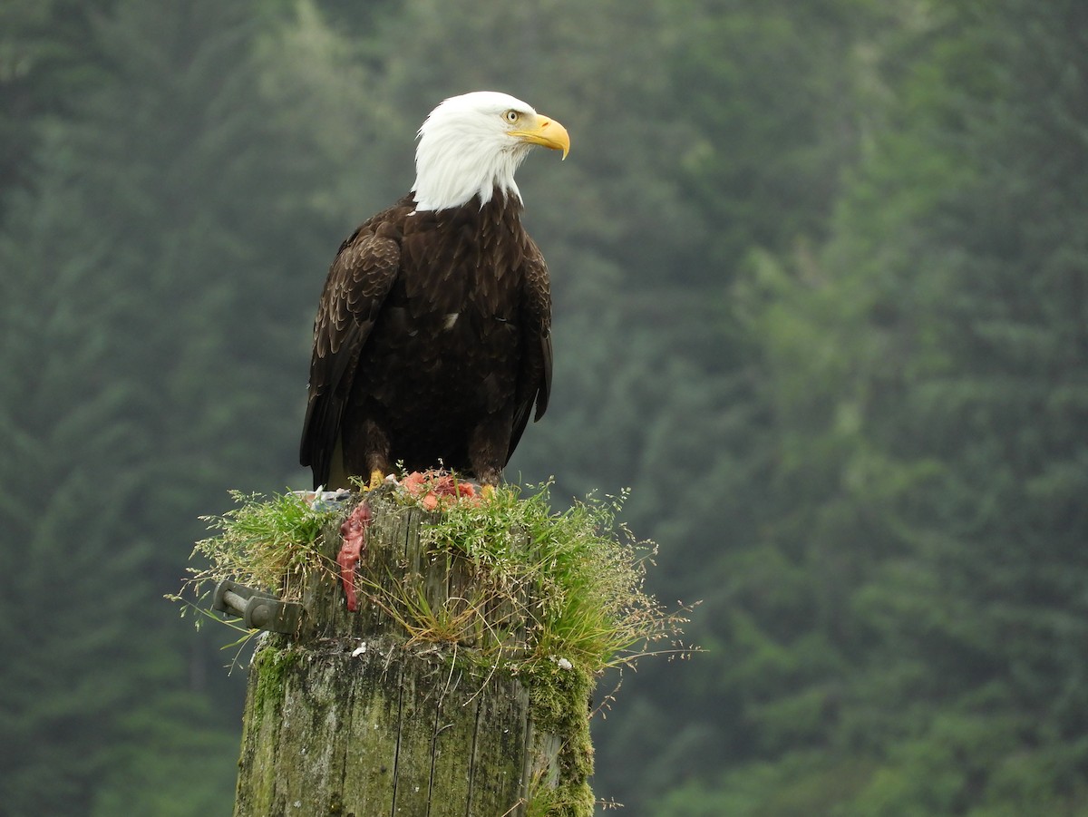 Bald Eagle - ML640272328