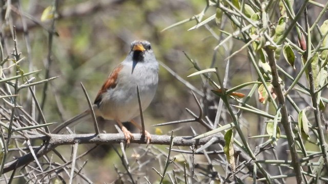 Great Inca-Finch - ML640272331