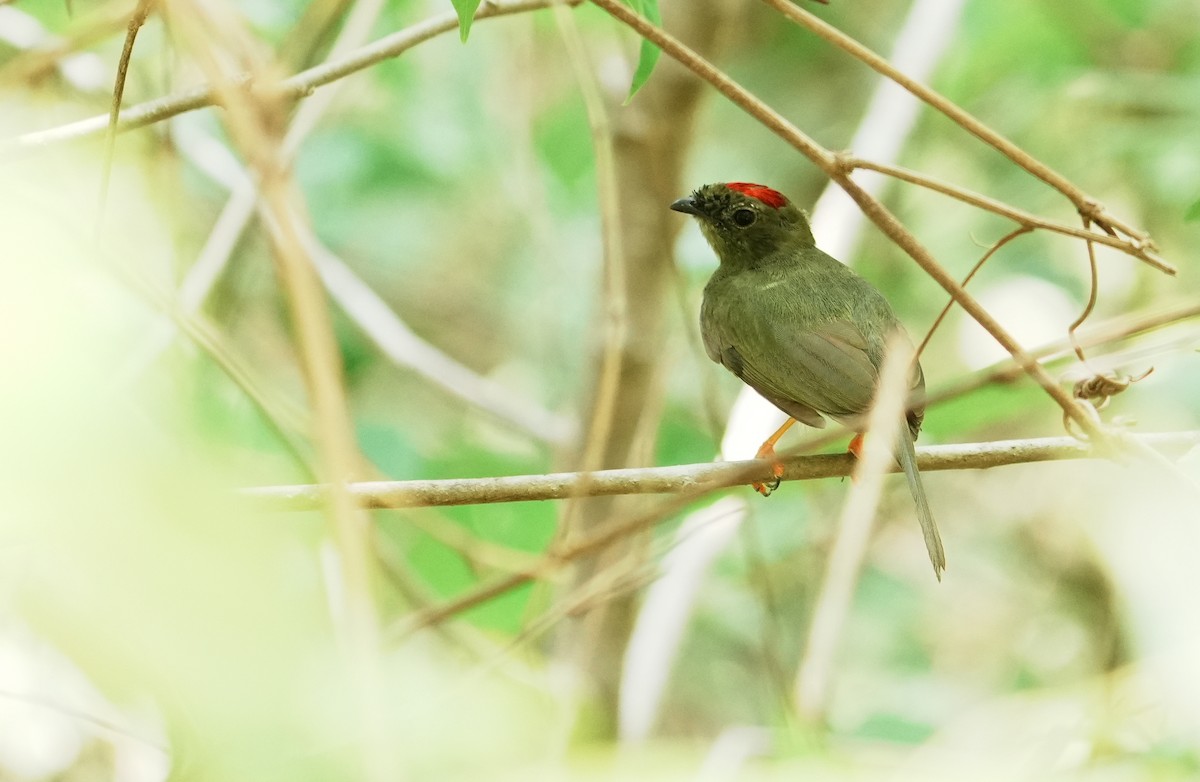 Long-tailed Manakin - ML640272333