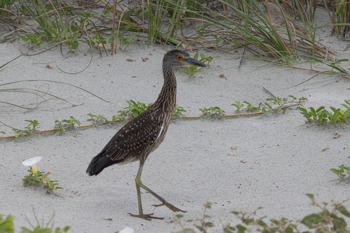 Yellow-crowned Night Heron - ML640272341