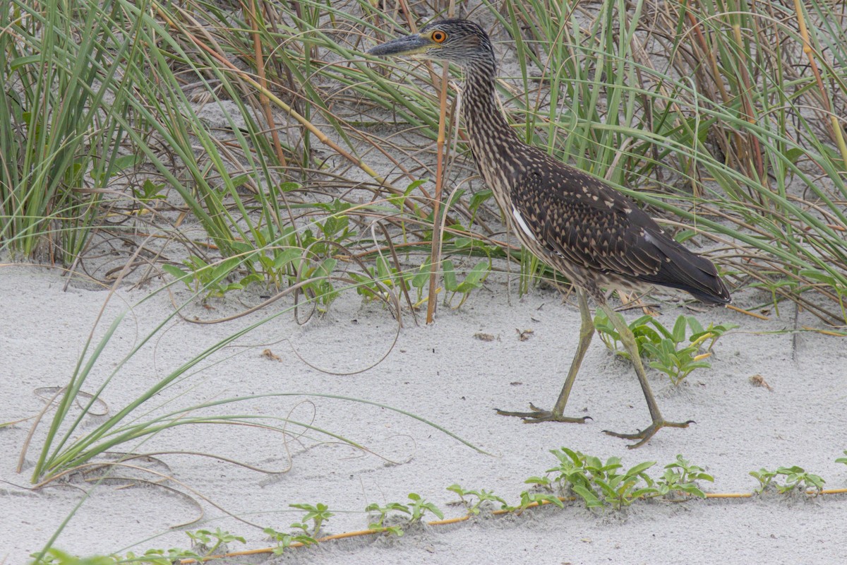 Yellow-crowned Night Heron - ML640272342
