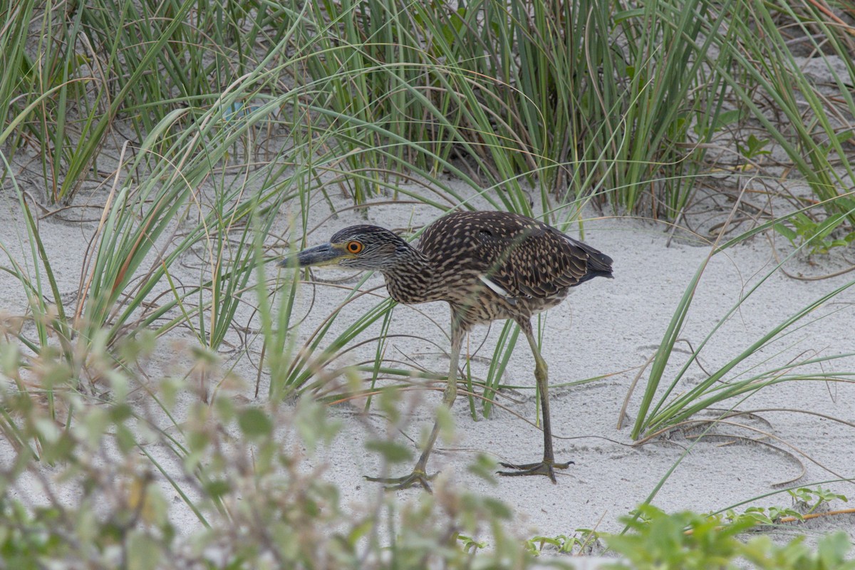 Yellow-crowned Night Heron - ML640272343