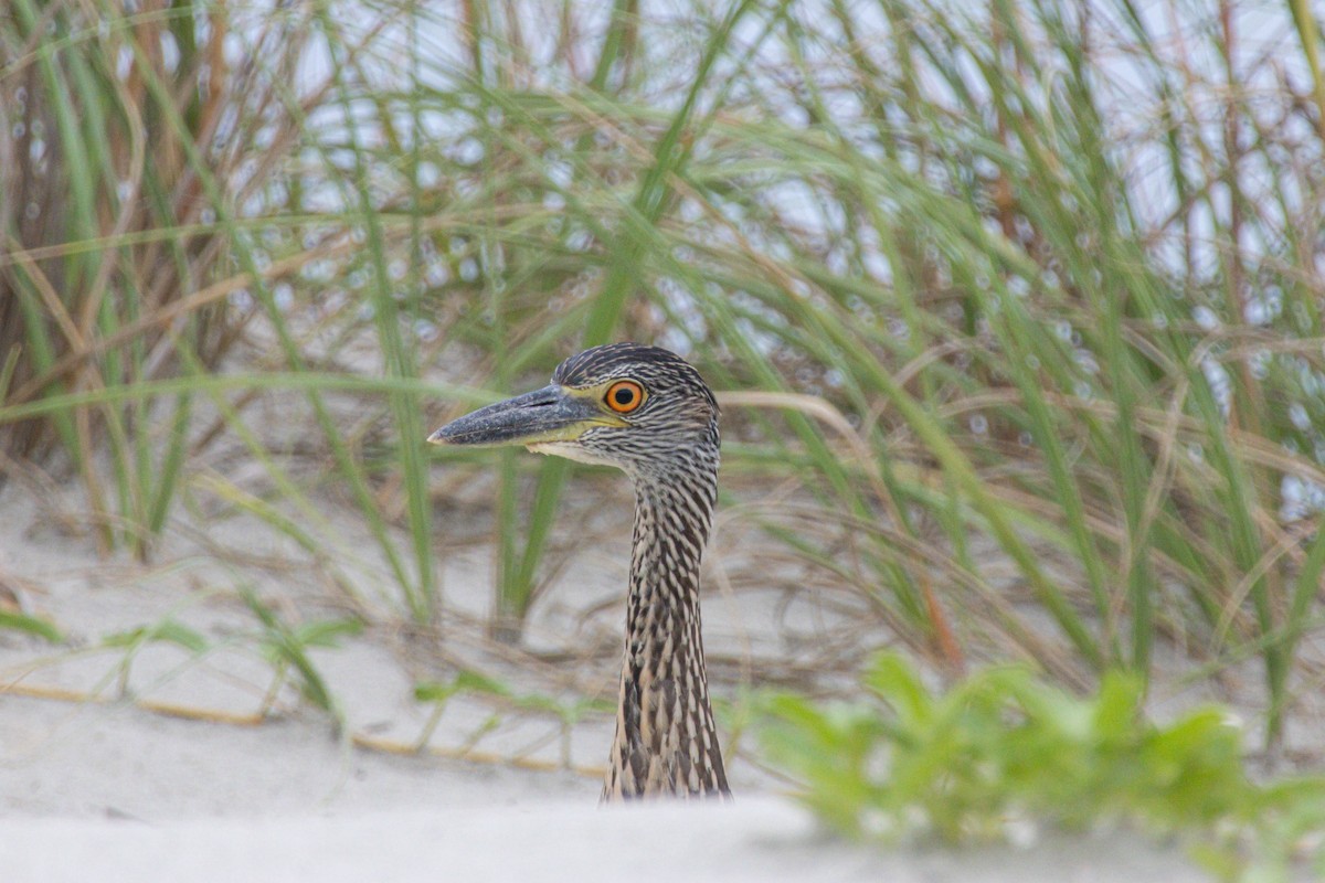 Yellow-crowned Night Heron - ML640272344
