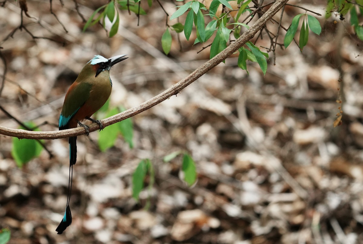 Turquoise-browed Motmot - ML640272347