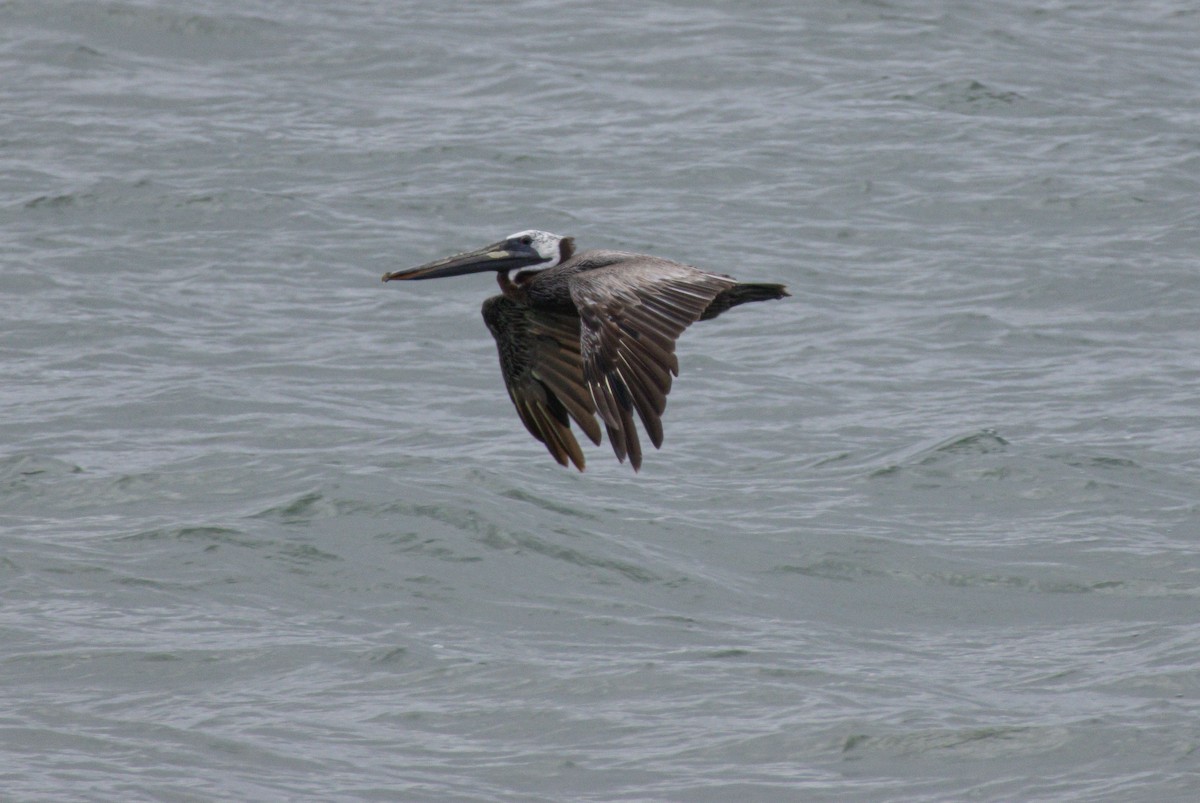 Brown Pelican - ML640272348