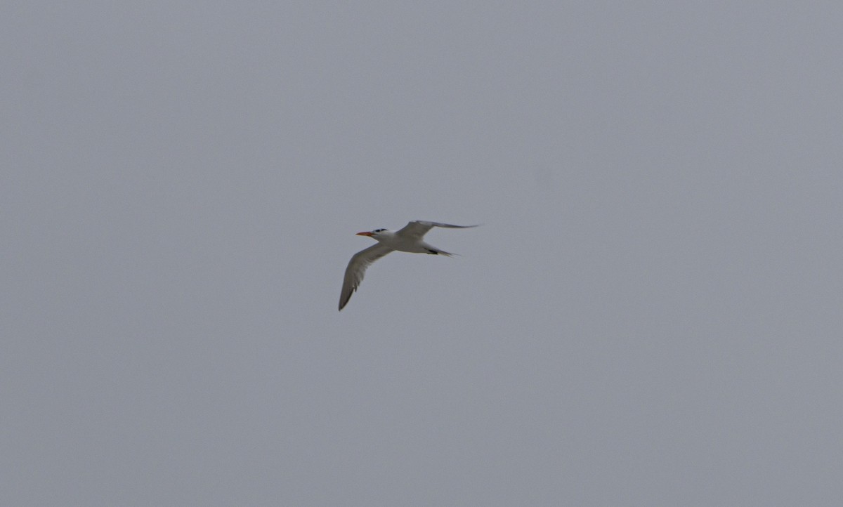 Royal Tern - ML640272356