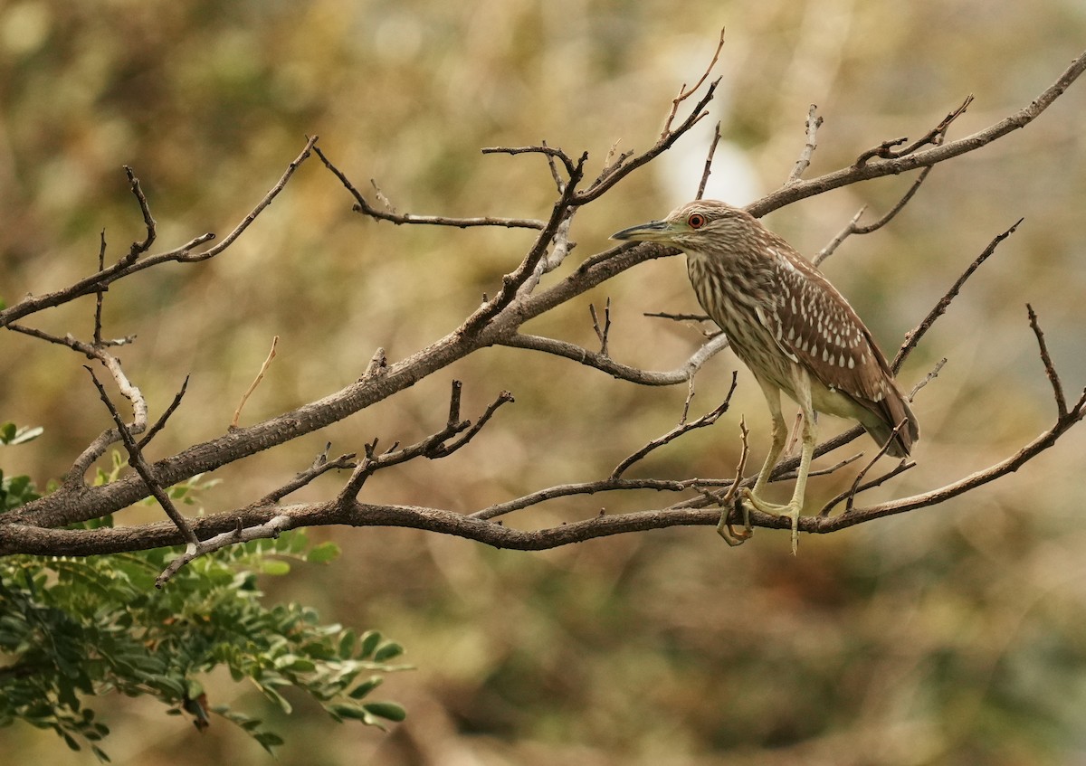 Black-crowned Night Heron - ML640272357