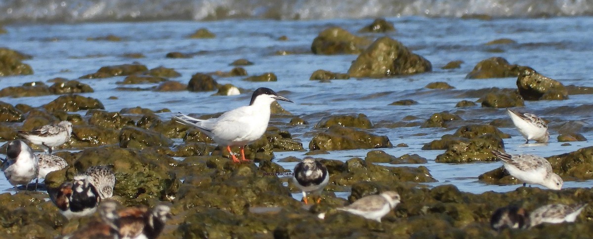 Roseate Tern - ML640272366