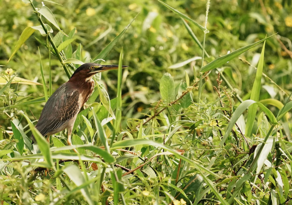 Green Heron - ML640272369