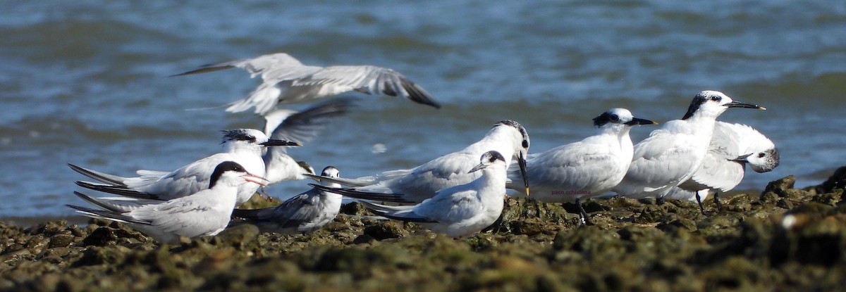 Roseate Tern - ML640272383
