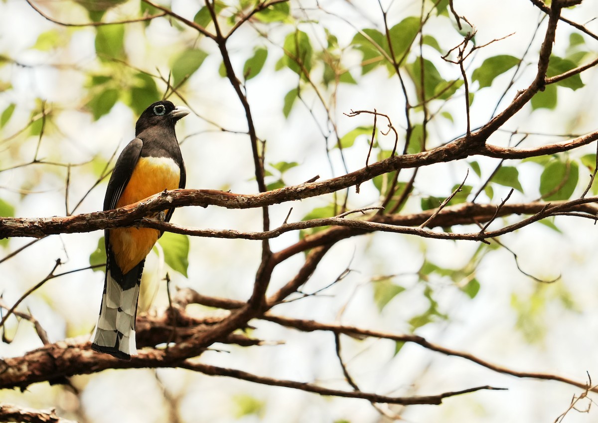 Black-headed Trogon - ML640272407