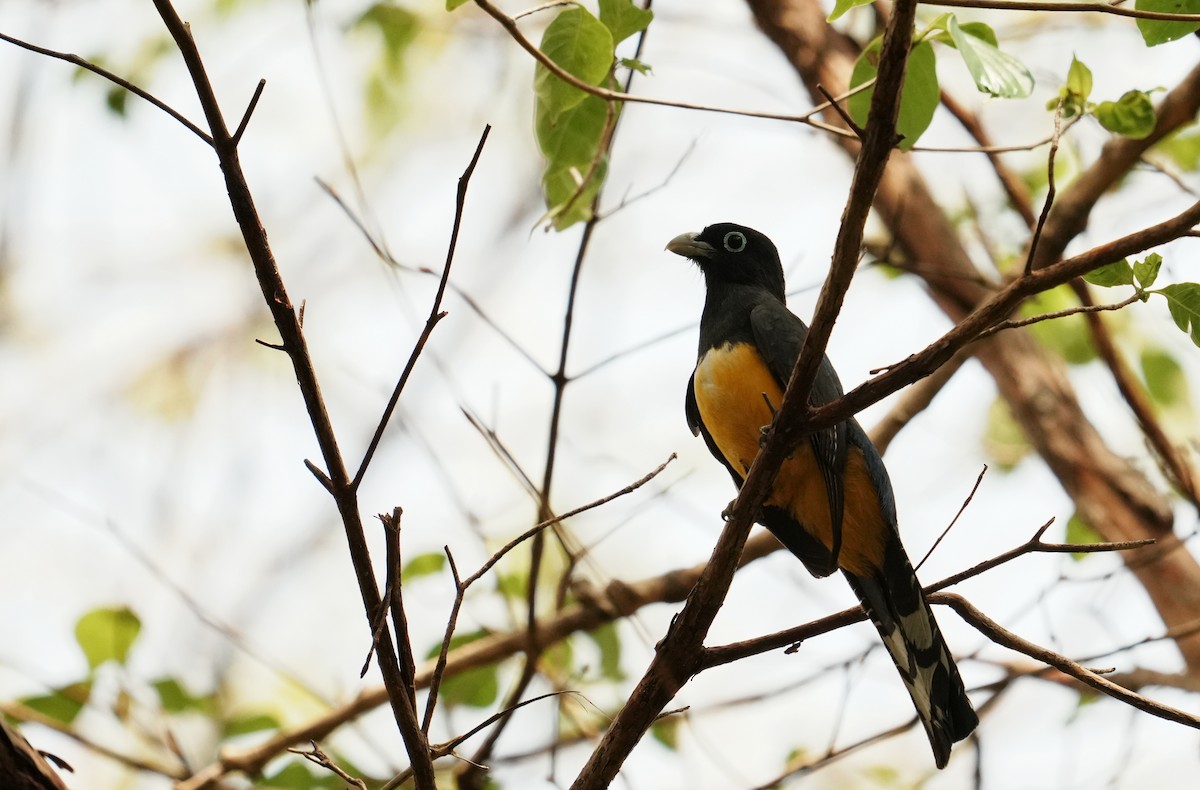 Black-headed Trogon - ML640272421