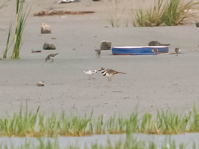 Piping Plover - ML640272432