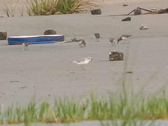 Piping Plover - ML640272433